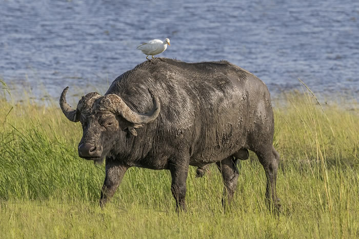 African Buffulo